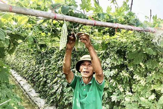 Cây mướp đắng đơm "quả ngọt" trên đất Gia Lộc
